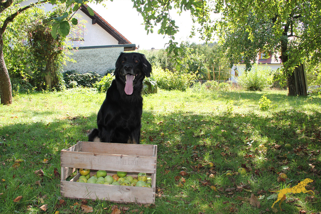 Frau Emma erzählt Gartenarbeit mit Hund