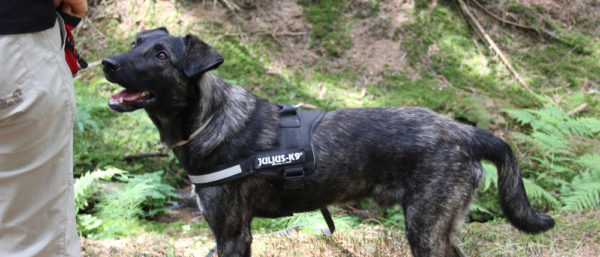 Tierschutz Den Hund aus dem Ausland verstehen lernen