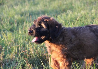 Hundeschule Akademie Hund - vom Welpen bis zum erwachsenen Hund