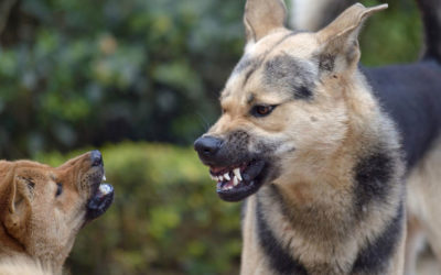 Aggression bei Hunden – Warum beißen Hunde?
