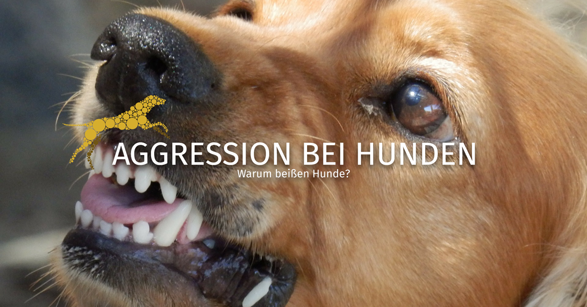 Aggression bei Hunden Warum beißen Hunde?