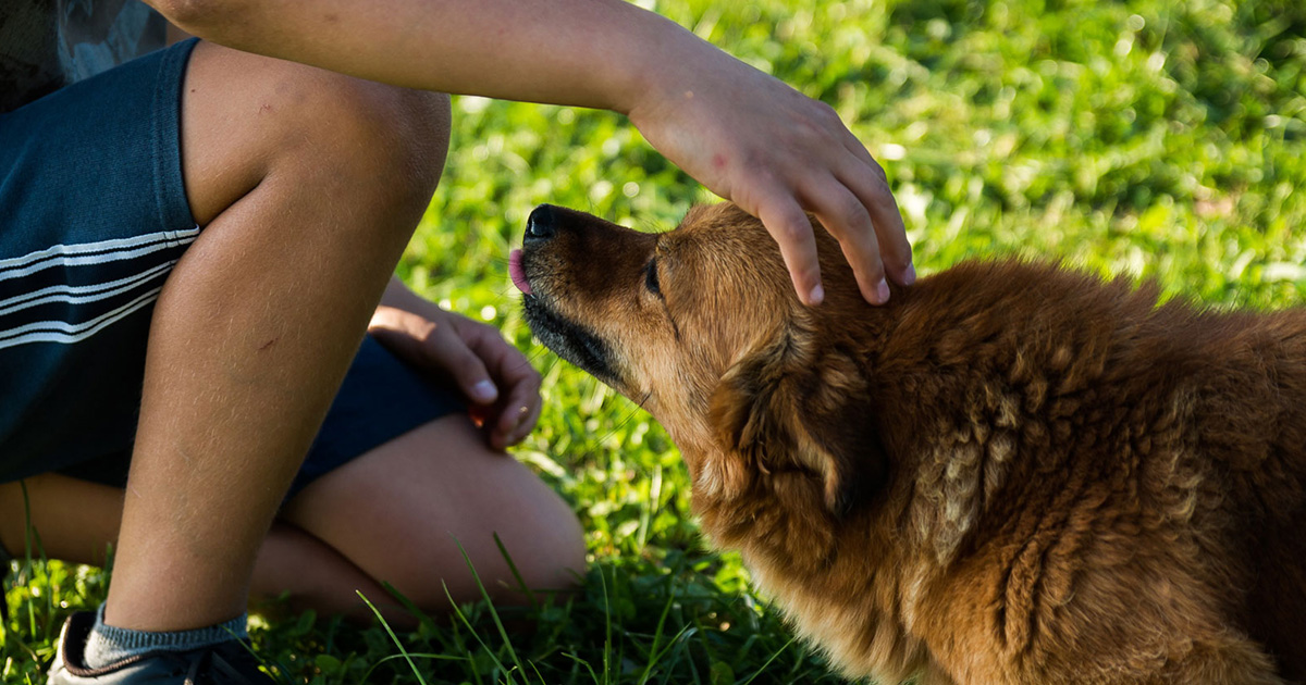 19.11.2017 Seminar Körpersprache und Kommunikation bei Hunden