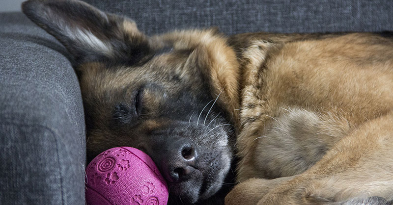 Vortrag Leadership den Alltag mit Hund erfolgreich meistern