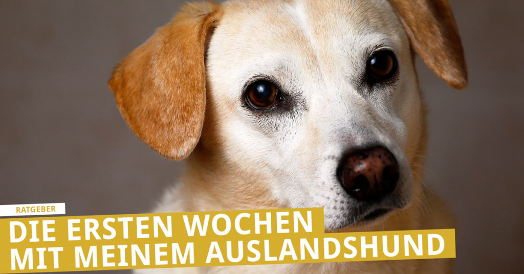 Tierschutz Den Hund aus dem Ausland verstehen lernen