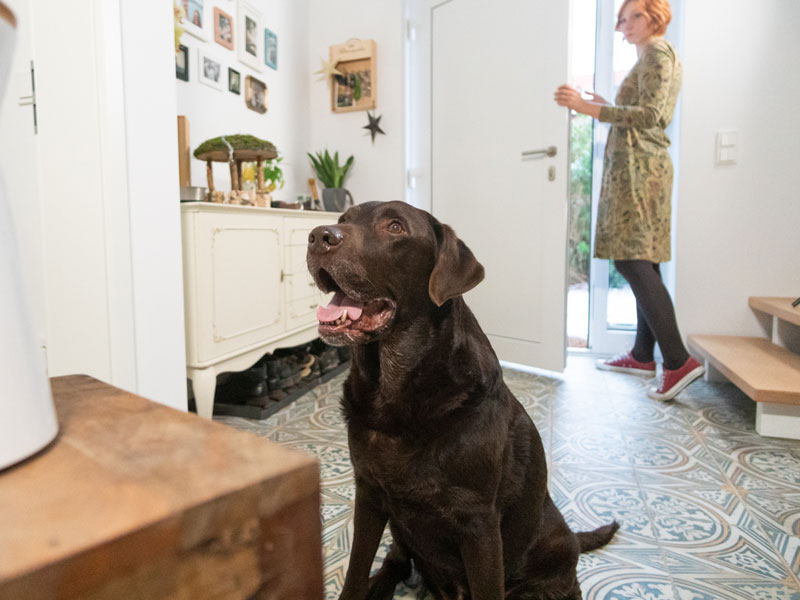 Furbo Dogcamera - kann deinem Hundhelfen, alleine bleiben zu lernen