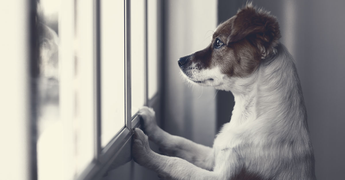 Tierschutz: Den Hund aus dem Ausland verstehen lernen