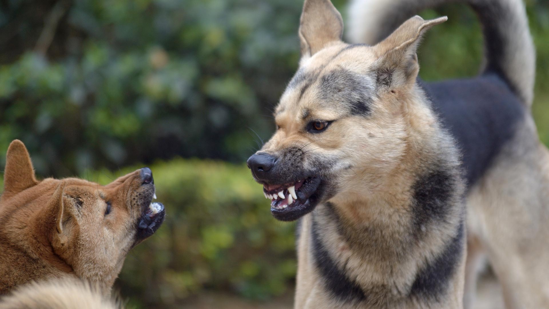 Aggression bei Hunden - Warum beißen Hunde?