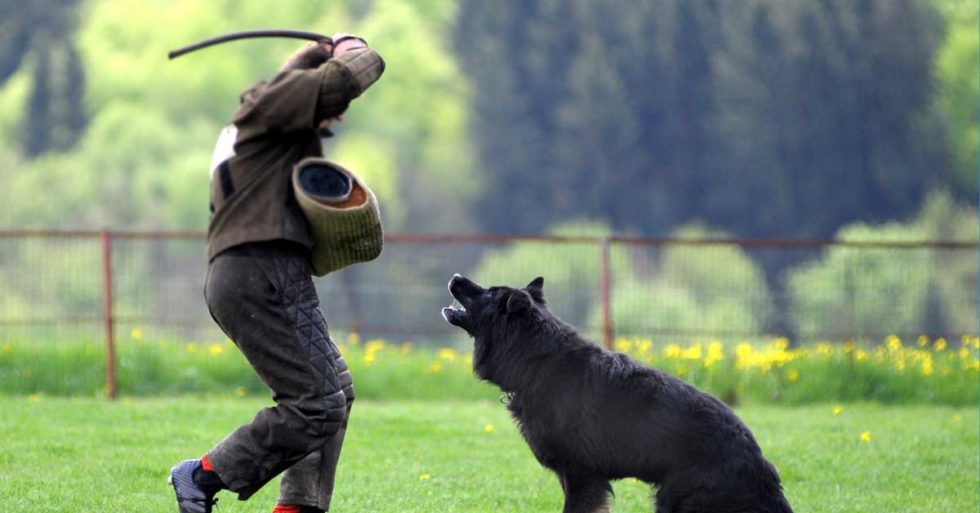 Hunde schlagen im Polizeidienst? Stellungnahme zum SkandalVideo