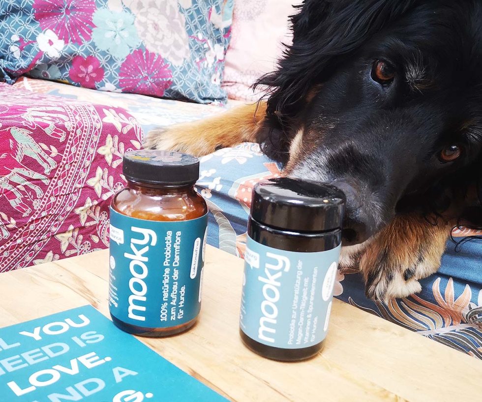 Wie Probiotika deinem Hund bei Verdauung &amp; Gesundheit helfen können