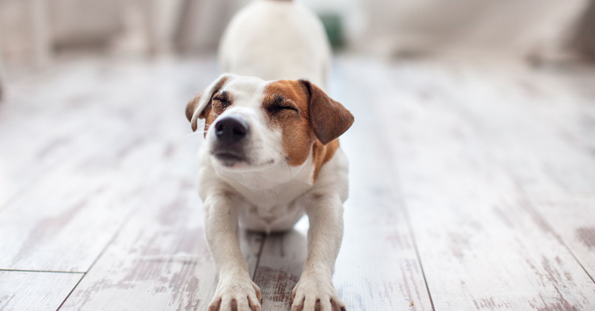 Freilauf, Rückruf &amp; Körpersprache Kurs für Junghunde · Akademie Hund